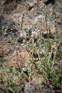Eriogonum wrightii var. membranaceum