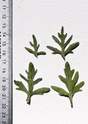 Eriophyllum lanatum var. hallii