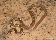 Lycodon aulicus