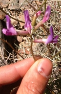 Astragalus serenoi var. shockleyi