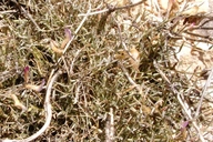 Astragalus panamintensis