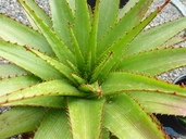 Aloe lineata var. muirii