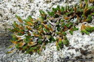 Selaginella watsonii