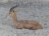 Gazella arabica