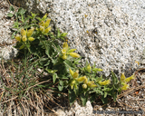 Silene parishii