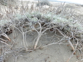 Artemisia pycnocephala