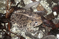 Anaxyrus terrestris