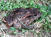 Bufo bufo