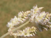 Froelichia floridana