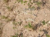 Froelichia floridana