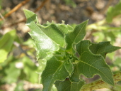 Helianthus debilis ssp. cucumberifolius