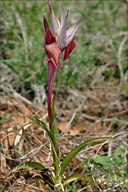 Istria Tongue Orchid