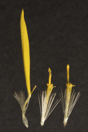 Heterotheca villosa var. pedunculata