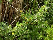 Borrichia frutescens