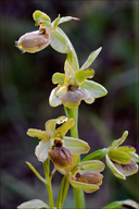 Tommasini's Ophrys