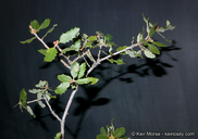 Quercus cornelius-mulleri