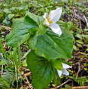Trillium ovatum ssp. ovatum