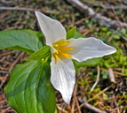 Trillium ovatum ssp. ovatum