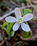 Anemonoides oregana