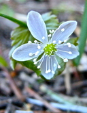 Anemonoides oregana
