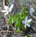 Anemonoides oregana