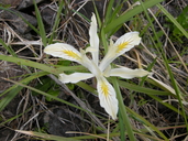 Iris innominata