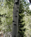 Populus tremuloides