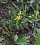 Ranunculus inamoenus var. inamoenus