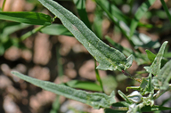 Malvella sagittifolia