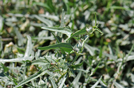 Malvella sagittifolia