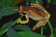 Dendropsophus ebraccatus