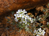Thlaspi montanus ssp. siskiyouense