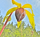 Darlingtonia californica