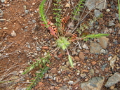 Photo of Horkelia sericata