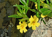 Diplacus longiflorus