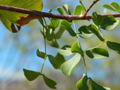 Caesalpinia caladenia