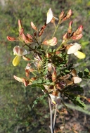 Coursetia glandulosa