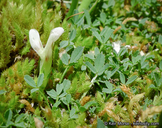 Trifolium monanthum var. grantianum