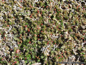 Selaginella cinerascens