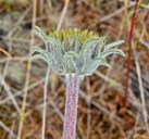 Photo of Balsamorhiza lanata
