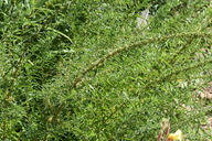 Datisca glomerata