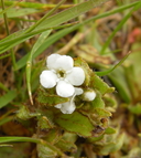Plagiobothrys scouleri var. scouleri