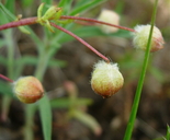 Limnanthes floccosa ssp. floccosa