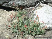 Castilleja applegatei ssp. martinii