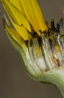 Helianthus petiolaris