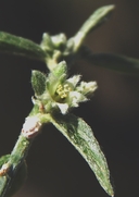 Argythamnia lanceolata