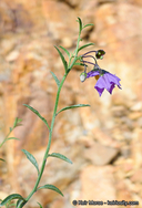 Solanum parishii