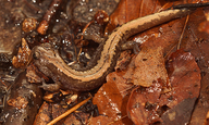 Salamandrella keyserlingii