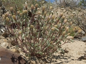 Mojave Pincushion