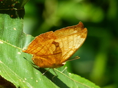 Seasonal Leafwing